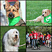 helping homeless animals: bark in the park.. A photo on Flickr